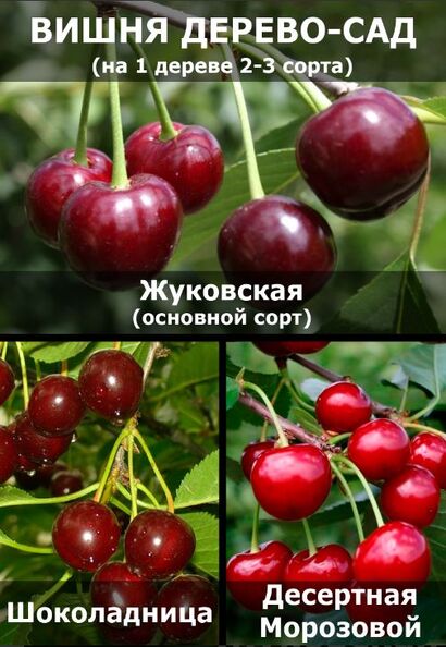 Вишня "Жуковская+Шоколадница+Десертная Морозовой"
