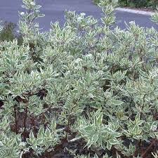 Дёрен белый "Sibirica Variegata"