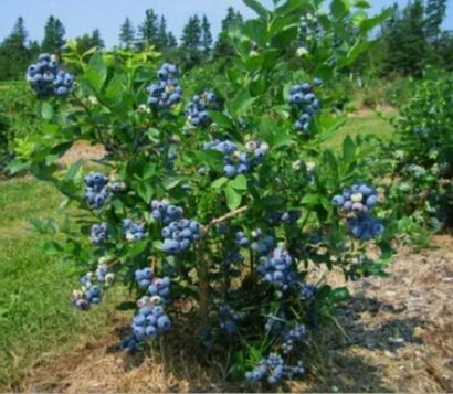Голубика высокая "Bluecrop"