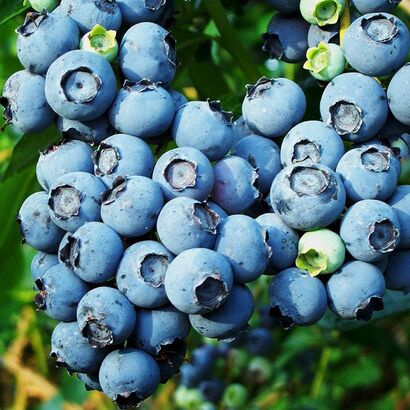Голубика высокая "Bluecrop"