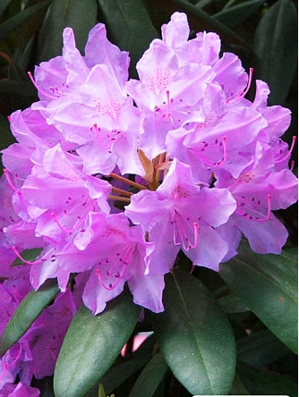 Рододендрон гибридный "Catawbiense Grandiflorum"